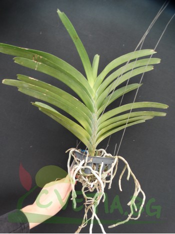 Ванда (Vanda pures wax blue)